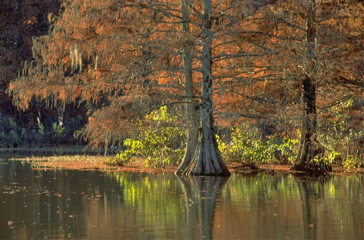 Georgia Veterans State Park