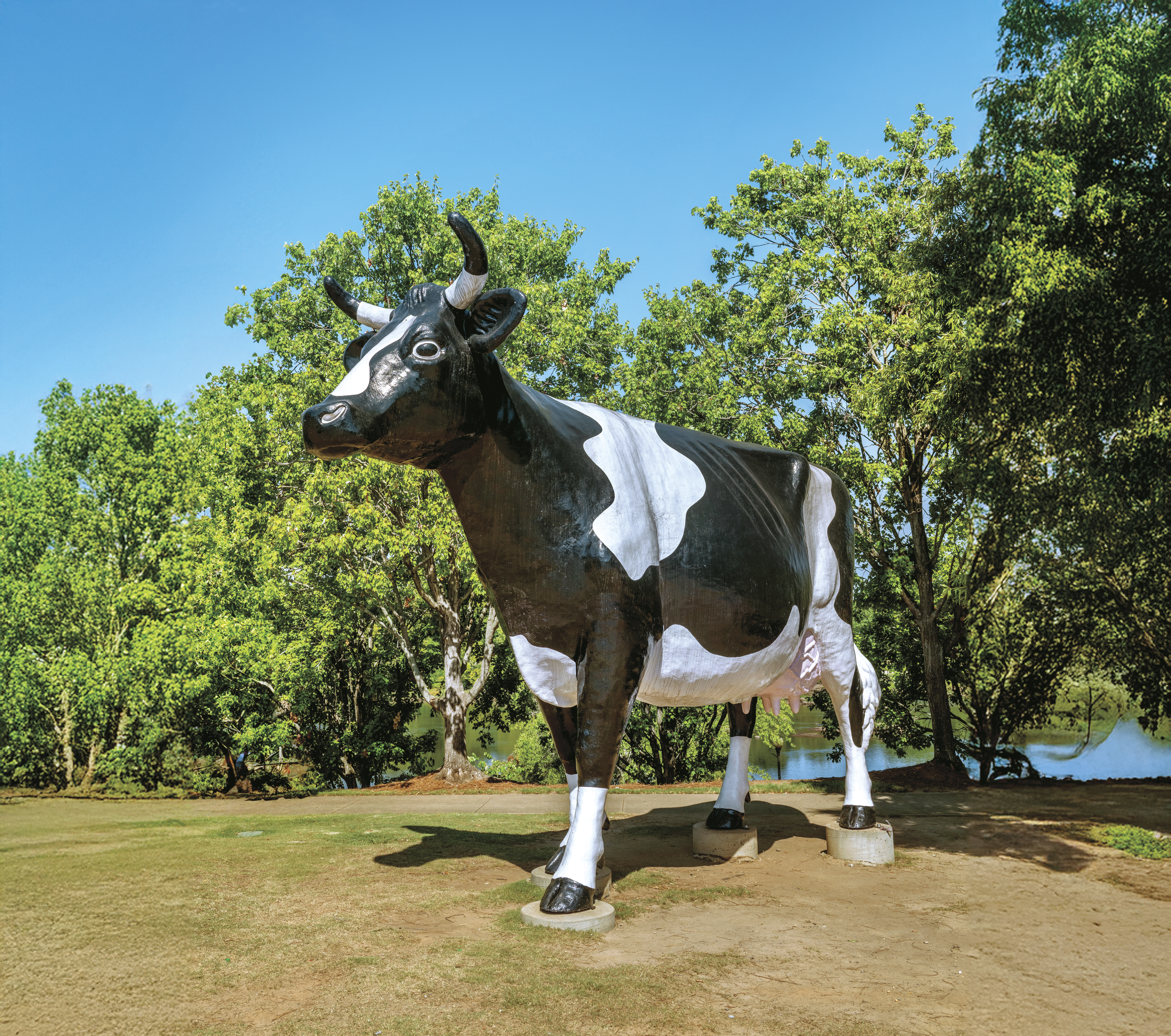 Kadie the Cow