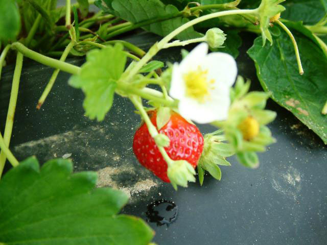 Taylor Orchards Strawberry Patch