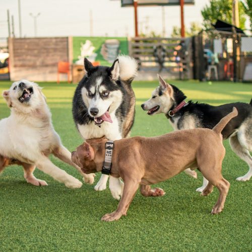 The Yard Dog People Club